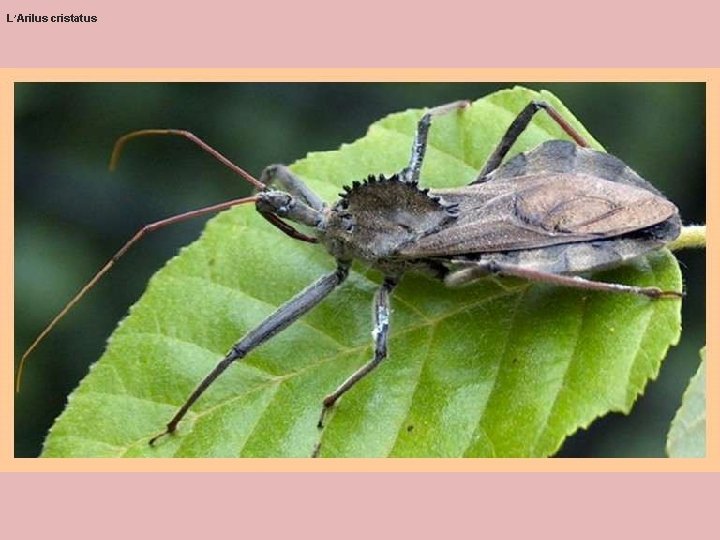 L’Arilus cristatus L’Arilus cristatus