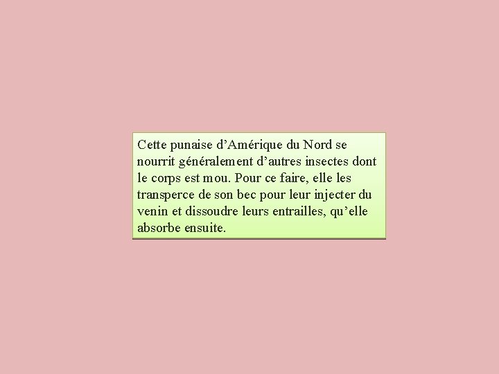 Cette punaise d’Amérique du Nord se nourrit généralement d’autres insectes dont le corps est Cette punaise d’Amérique du Nord se nourrit généralement d’autres insectes dont le corps est