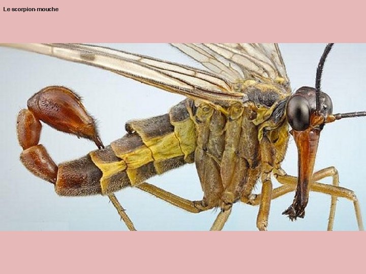 Le scorpion-mouche Le scorpion-mouche