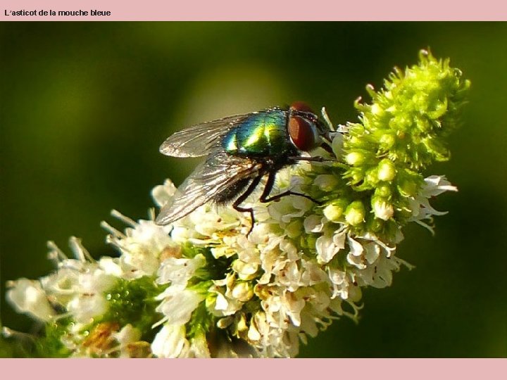 L’asticot de la mouche bleue L’asticot de la mouche bleue
