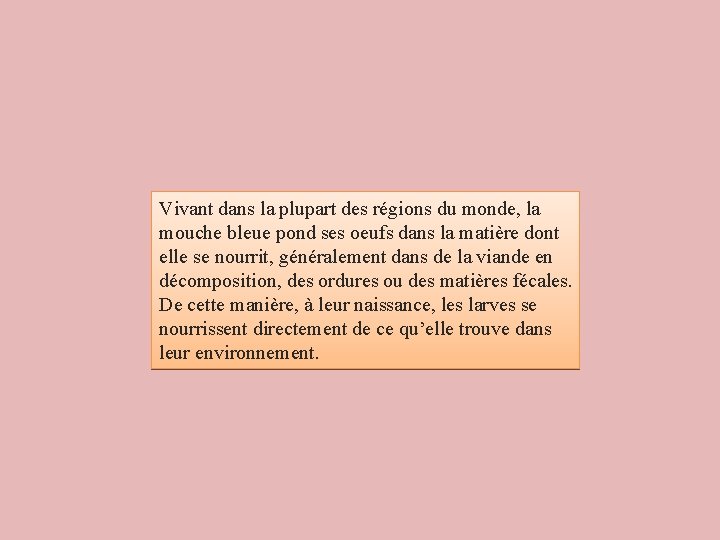 Vivant dans la plupart des régions du monde, la mouche bleue pond ses oeufs Vivant dans la plupart des régions du monde, la mouche bleue pond ses oeufs