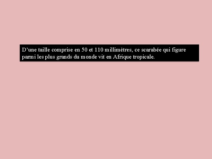 D’une taille comprise en 50 et 110 millimètres, ce scarabée qui figure parmi les D’une taille comprise en 50 et 110 millimètres, ce scarabée qui figure parmi les