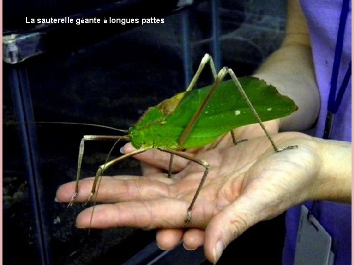 La sauterelle géante à longues pattes La sauterelle géante à longues pattes
