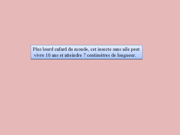 Plus lourd cafard du monde, cet insecte sans aile peut vivre 10 ans et Plus lourd cafard du monde, cet insecte sans aile peut vivre 10 ans et
