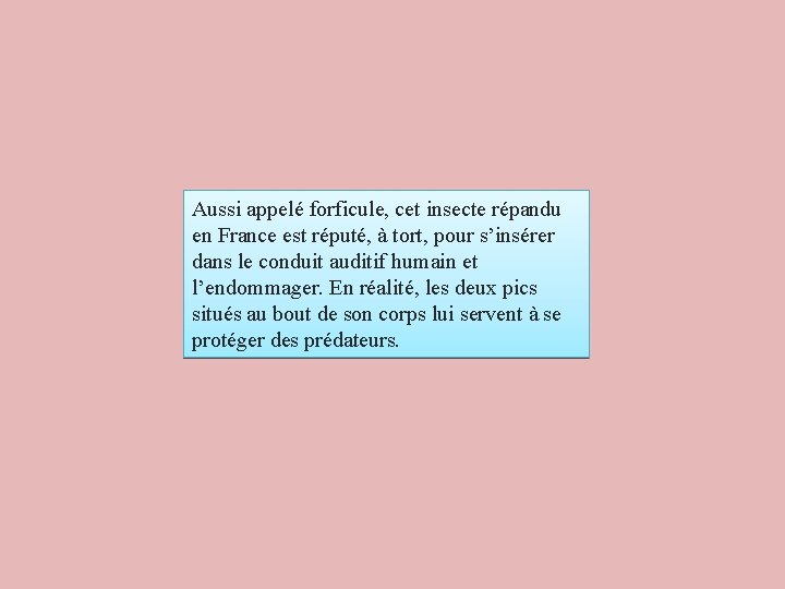 Aussi appelé forficule, cet insecte répandu en France est réputé, à tort, pour s’insérer Aussi appelé forficule, cet insecte répandu en France est réputé, à tort, pour s’insérer