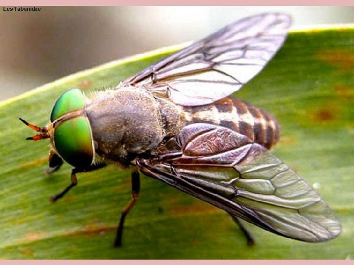 Les Tabanidae Les Tabanidae