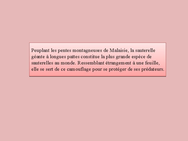 Peuplant les pentes montagneuses de Malaisie, la sauterelle géante à longues pattes constitue la Peuplant les pentes montagneuses de Malaisie, la sauterelle géante à longues pattes constitue la