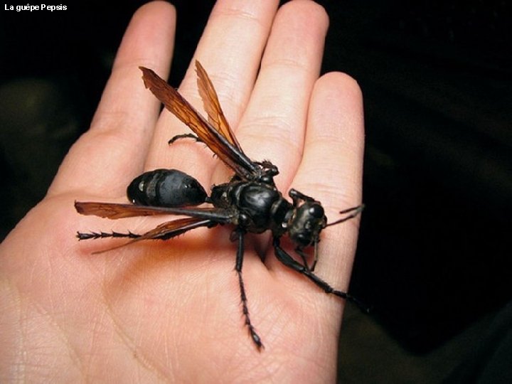 La guêpe Pepsis La guêpe Pepsis