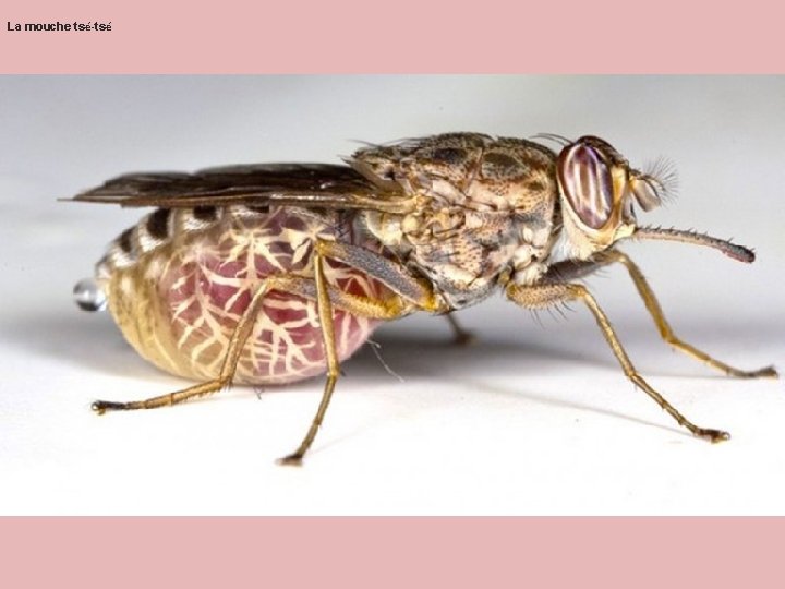 La mouche tsé-tsé La mouche tsé-tsé