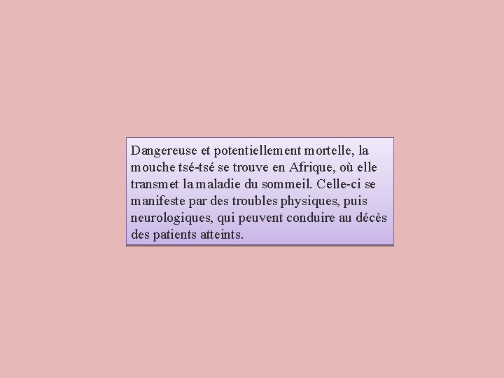 Dangereuse et potentiellement mortelle, la mouche tsé-tsé se trouve en Afrique, où elle transmet Dangereuse et potentiellement mortelle, la mouche tsé-tsé se trouve en Afrique, où elle transmet