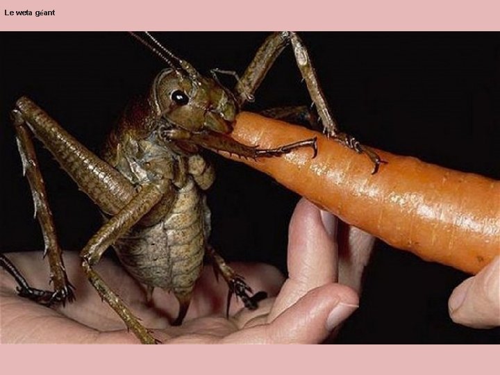 Le weta géant Le weta géant