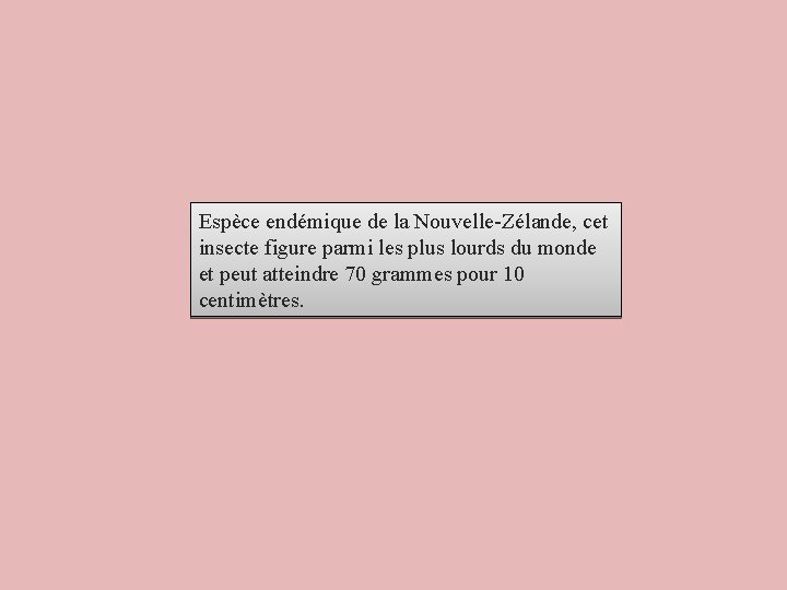 Espèce endémique de la Nouvelle-Zélande, cet insecte figure parmi les plus lourds du monde Espèce endémique de la Nouvelle-Zélande, cet insecte figure parmi les plus lourds du monde