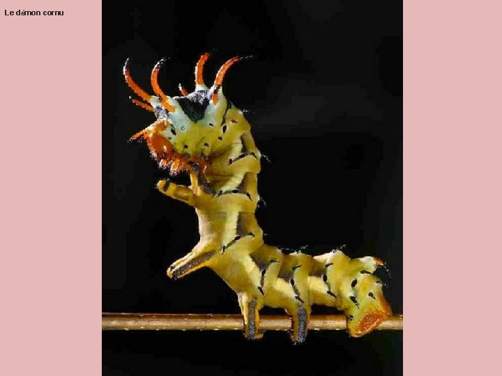 Le démon cornu Le démon cornu
