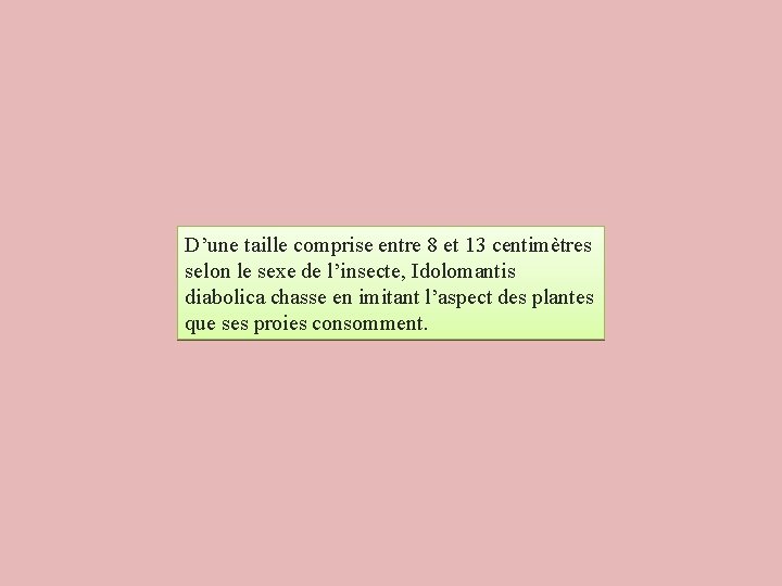 D’une taille comprise entre 8 et 13 centimètres selon le sexe de l’insecte, Idolomantis D’une taille comprise entre 8 et 13 centimètres selon le sexe de l’insecte, Idolomantis