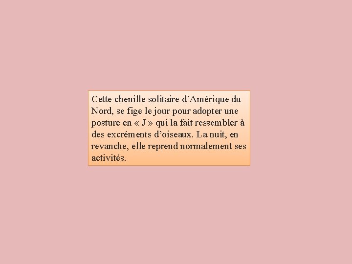 Cette chenille solitaire d’Amérique du Nord, se fige le jour pour adopter une posture Cette chenille solitaire d’Amérique du Nord, se fige le jour pour adopter une posture