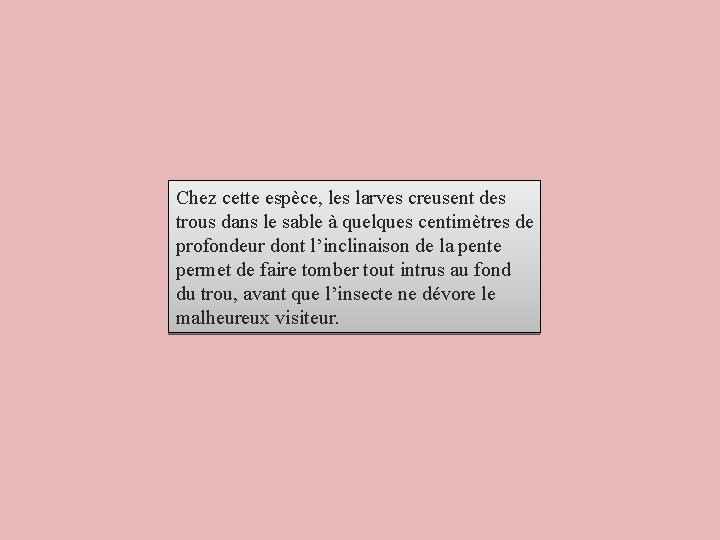 Chez cette espèce, les larves creusent des trous dans le sable à quelques centimètres Chez cette espèce, les larves creusent des trous dans le sable à quelques centimètres