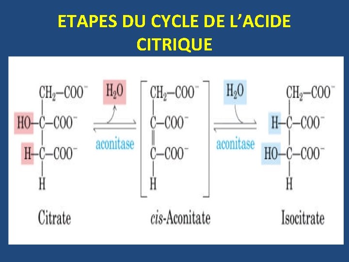 ETAPES DU CYCLE DE L’ACIDE CITRIQUE 