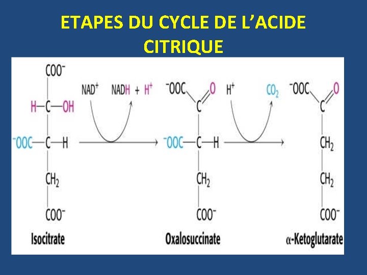 ETAPES DU CYCLE DE L’ACIDE CITRIQUE 