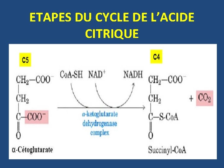 ETAPES DU CYCLE DE L’ACIDE CITRIQUE 