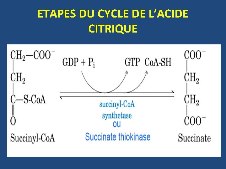 ETAPES DU CYCLE DE L’ACIDE CITRIQUE 