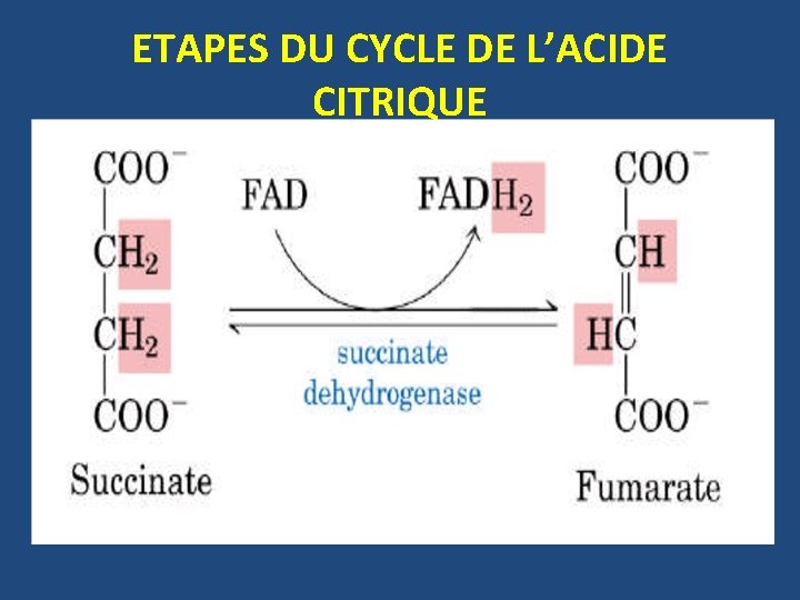 ETAPES DU CYCLE DE L’ACIDE CITRIQUE 