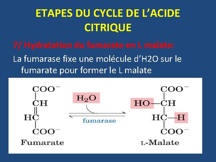 ETAPES DU CYCLE DE L’ACIDE CITRIQUE 7/ Hydratation du fumarate en L malate: La