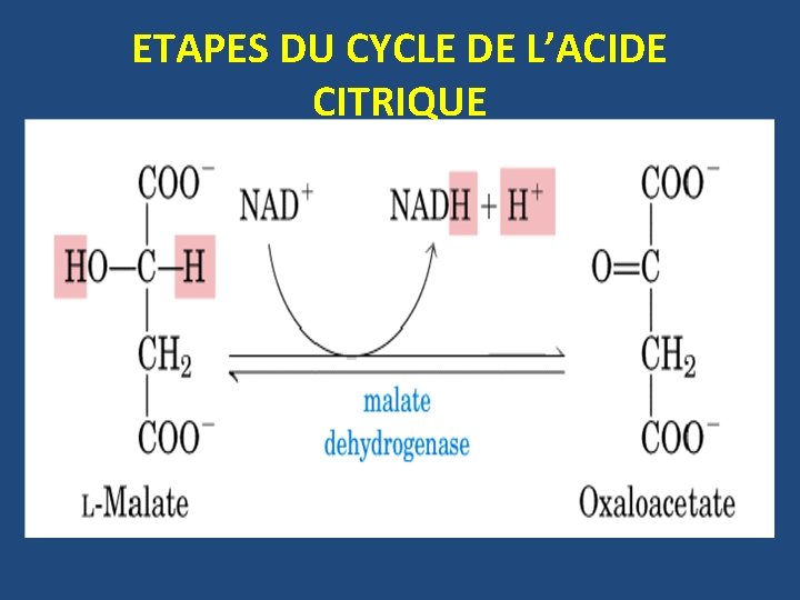 ETAPES DU CYCLE DE L’ACIDE CITRIQUE 