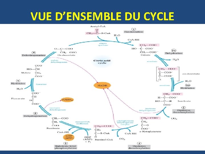 VUE D’ENSEMBLE DU CYCLE 