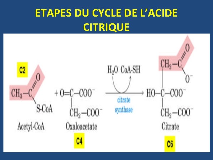 ETAPES DU CYCLE DE L’ACIDE CITRIQUE 