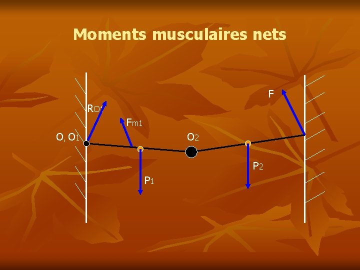 Moments musculaires nets F RO 1 Fm 1 O , O 1 O 2 Moments musculaires nets F RO 1 Fm 1 O , O 1 O 2