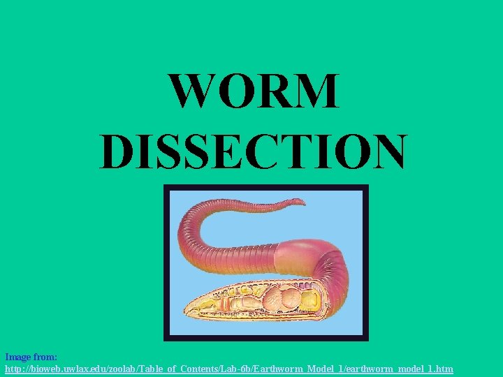 WORM DISSECTION Image from: http: //bioweb. uwlax. edu/zoolab/Table_of_Contents/Lab-6 b/Earthworm_Model_1/earthworm_model_1. htm 