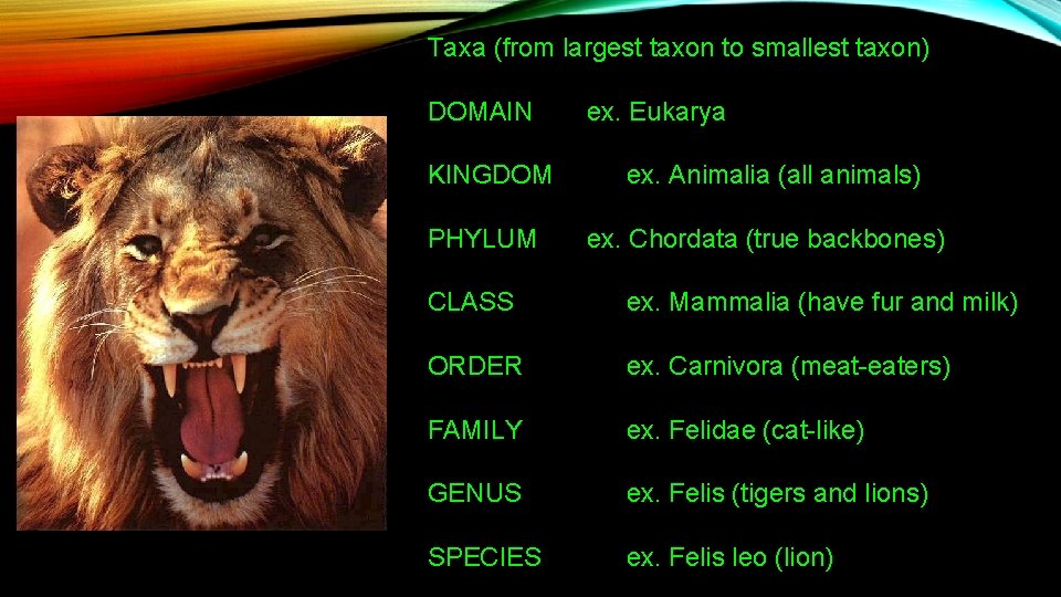 Taxa (from largest taxon to smallest taxon) DOMAIN KINGDOM PHYLUM ex. Eukarya ex. Animalia