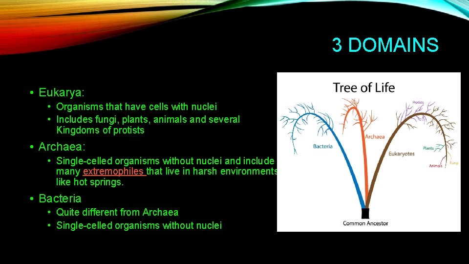 3 DOMAINS • Eukarya: • Organisms that have cells with nuclei • Includes fungi,