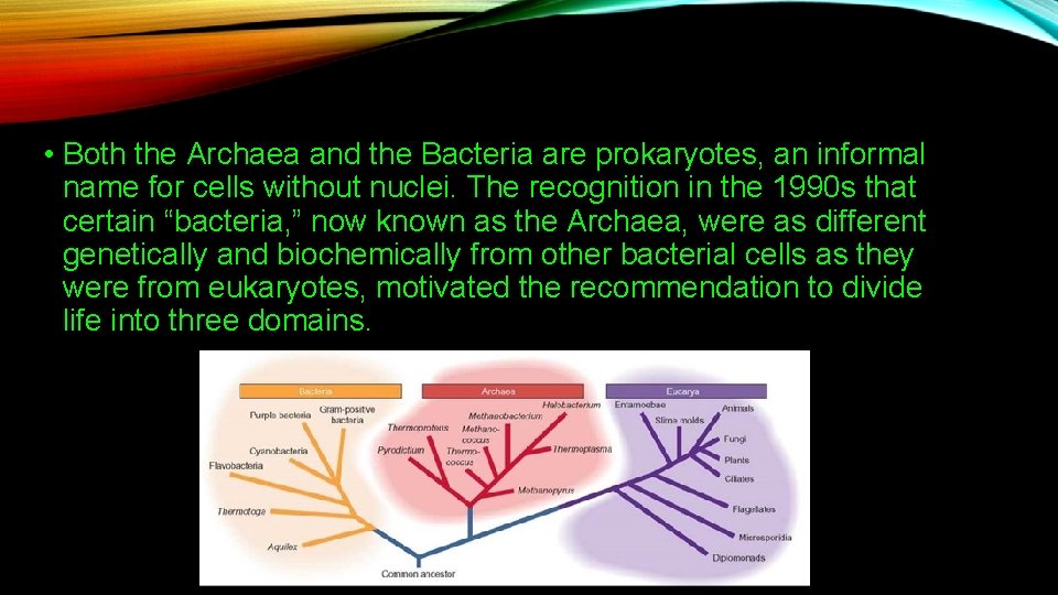  • Both the Archaea and the Bacteria are prokaryotes, an informal name for