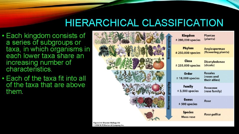 HIERARCHICAL CLASSIFICATION • Each kingdom consists of a series of subgroups or taxa, in