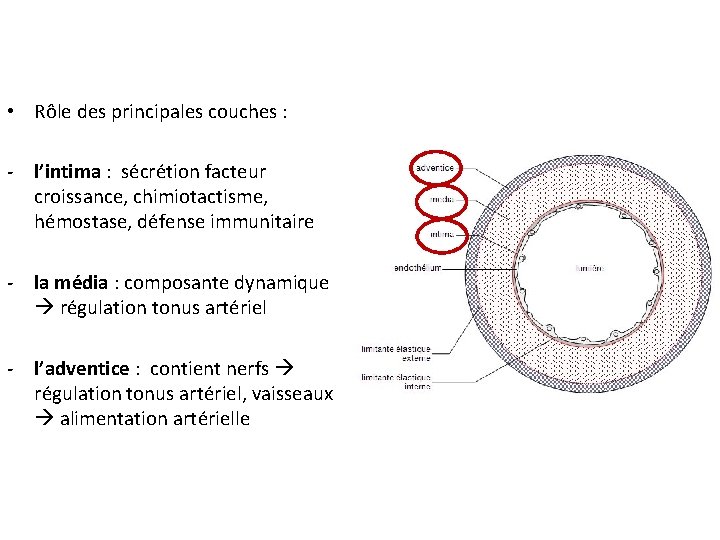  • Rôle des principales couches : - l’intima : sécrétion facteur croissance, chimiotactisme,