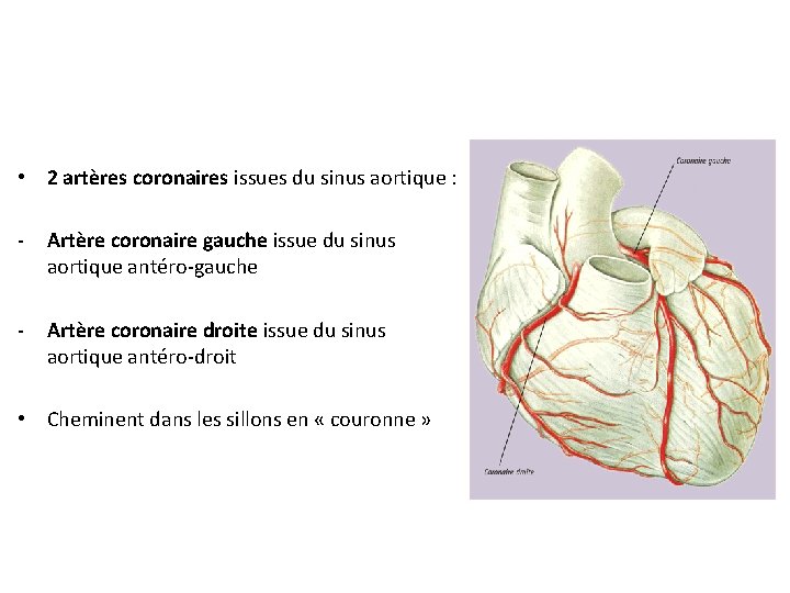  • 2 artères coronaires issues du sinus aortique : - Artère coronaire gauche