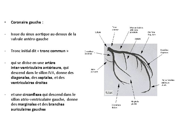  • Coronaire gauche : - Issue du sinus aortique au-dessus de la valvule