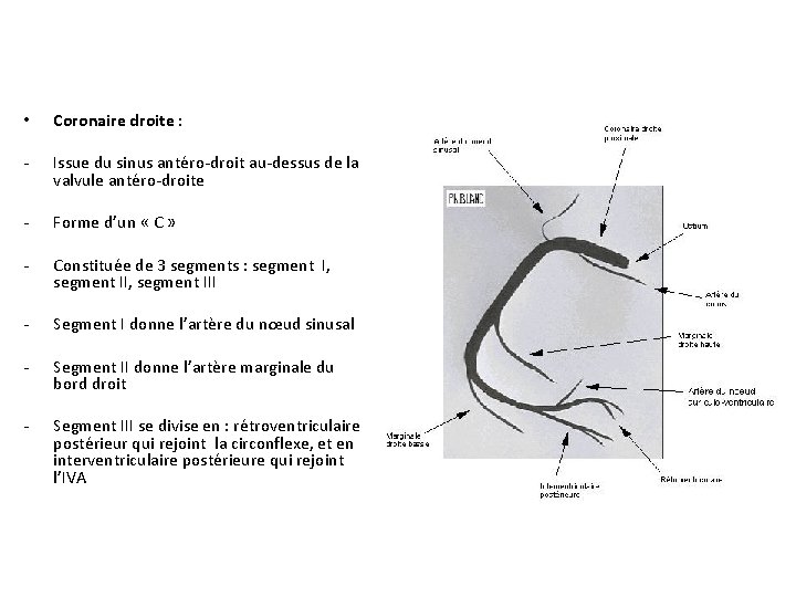  • Coronaire droite : - Issue du sinus antéro-droit au-dessus de la valvule