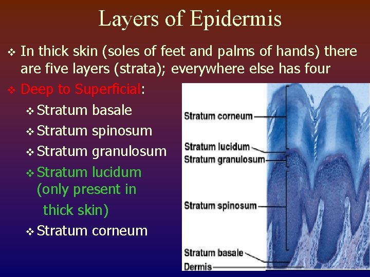 Layers of Epidermis In thick skin (soles of feet and palms of hands) there
