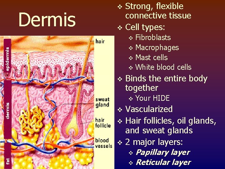 Dermis Strong, flexible connective tissue v Cell types: v Fibroblasts v Macrophages v Mast