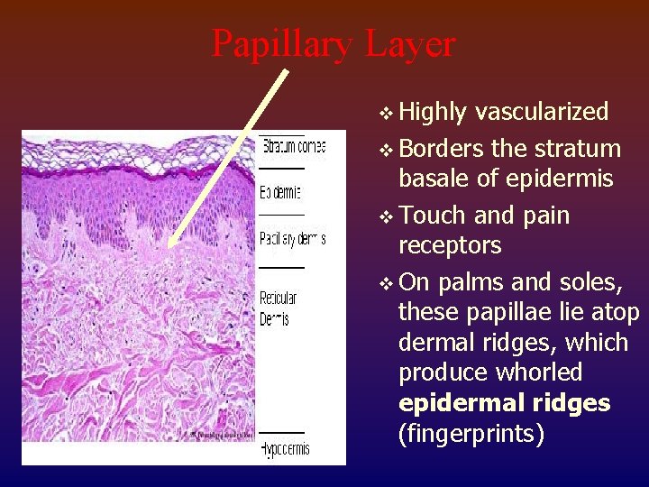Papillary Layer v Highly vascularized v Borders the stratum basale of epidermis v Touch