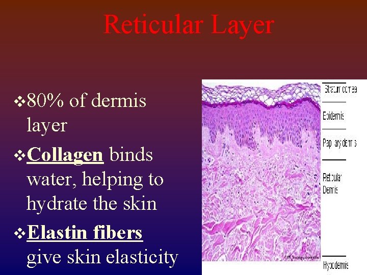 Reticular Layer v 80% of dermis layer v. Collagen binds water, helping to hydrate