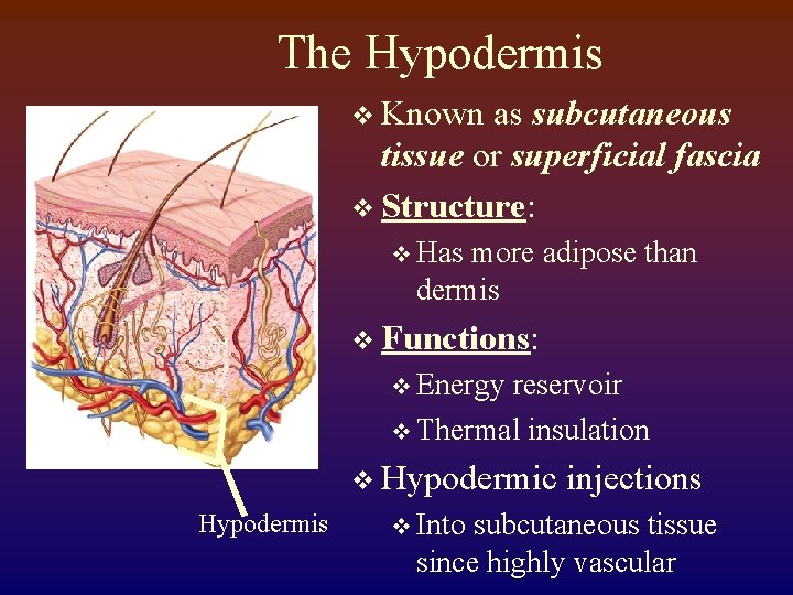 The Hypodermis v Known as subcutaneous tissue or superficial fascia v Structure: v Has