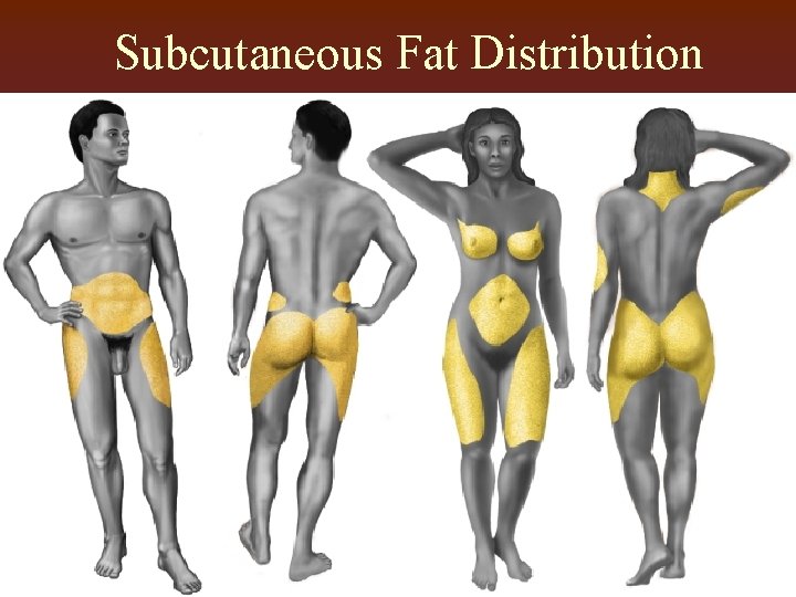 Subcutaneous Fat Distribution 