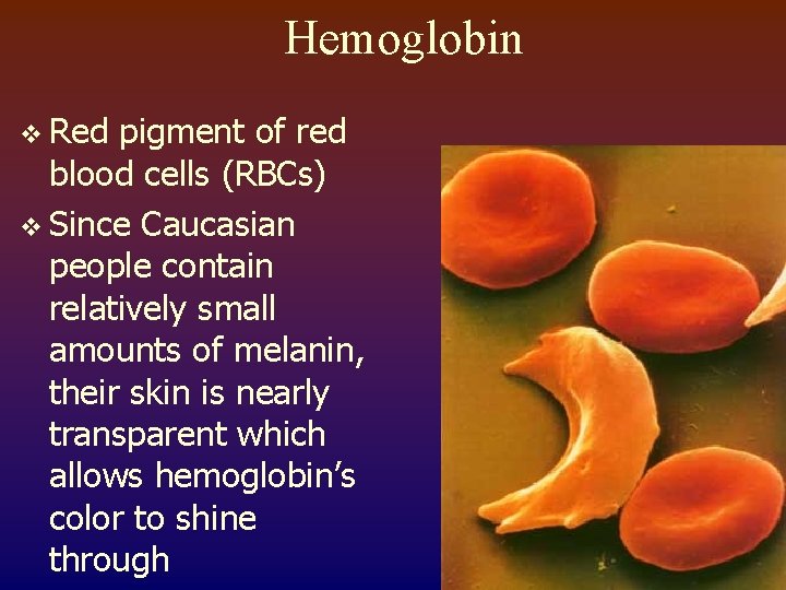 Hemoglobin v Red pigment of red blood cells (RBCs) v Since Caucasian people contain