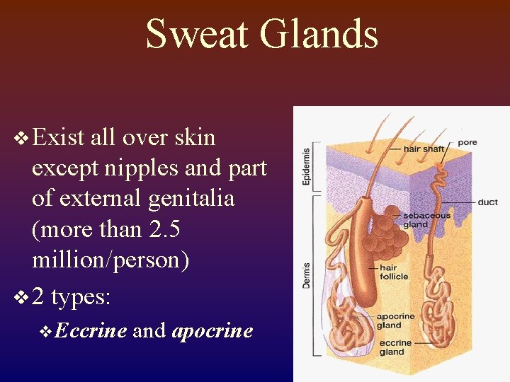 Sweat Glands v Exist all over skin except nipples and part of external genitalia