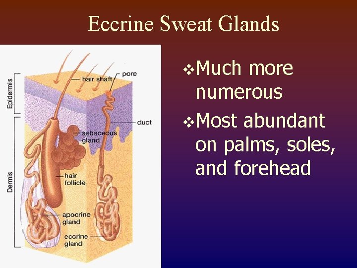 Eccrine Sweat Glands v. Much more numerous v. Most abundant on palms, soles, and