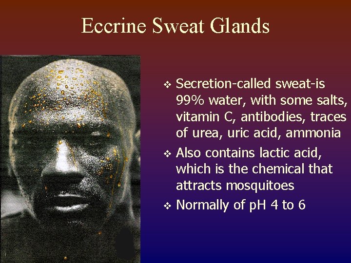 Eccrine Sweat Glands Secretion-called sweat-is 99% water, with some salts, vitamin C, antibodies, traces