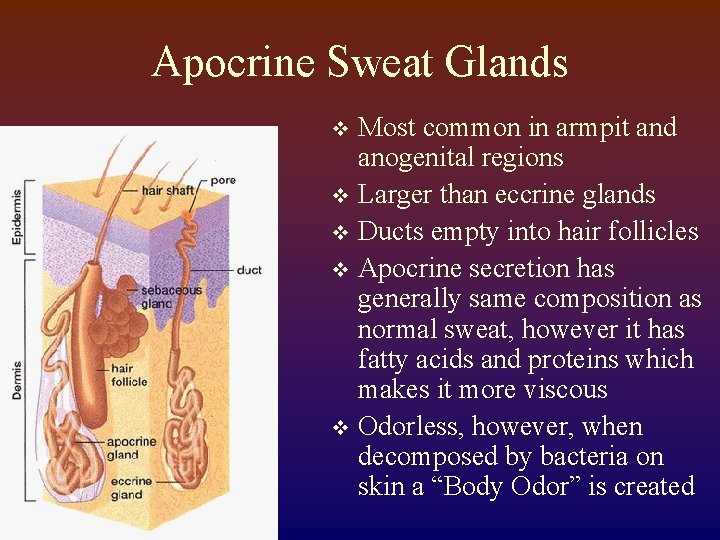 Apocrine Sweat Glands Most common in armpit and anogenital regions v Larger than eccrine